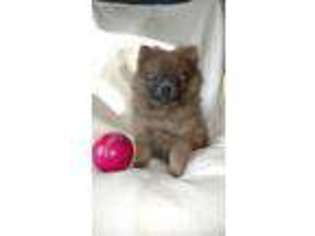 Pomeranian Puppy for sale in Ephrata, PA, USA