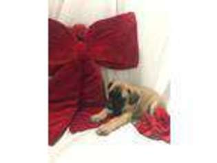 Mastiff Puppy for sale in Waverly, OH, USA