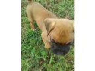 Boxer Puppy for sale in De Berry, TX, USA