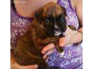 Boxer Puppy for sale in Waynesville, GA, USA