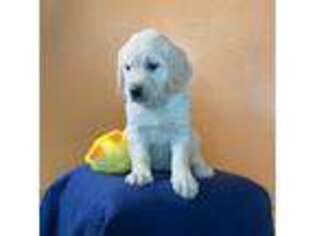 Golden Retriever Puppy for sale in New York Mills, MN, USA
