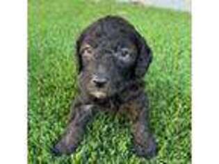 Goldendoodle Puppy for sale in Gilbert, AZ, USA