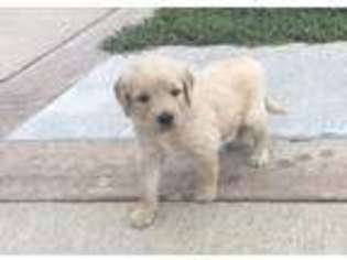 Goldendoodle Puppy for sale in Donnellson, IA, USA
