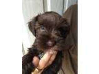 Mutt Puppy for sale in Hawthorne, FL, USA