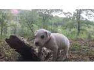 Dogo Argentino Puppy for sale in Mill Spring, NC, USA