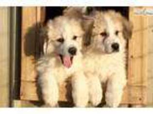 Great Pyrenees Puppy for sale in Kansas City, MO, USA