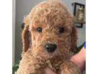 Goldendoodle Puppy for sale in Indian Trail, NC, USA