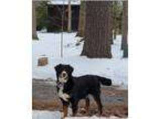 Bernese Mountain Dog Puppy for sale in Elkton, VA, USA