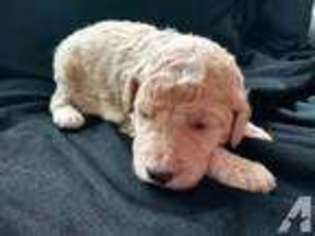 Labradoodle Puppy for sale in SAHUARITA, AZ, USA