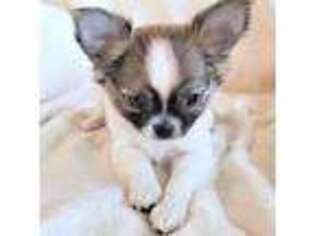Chihuahua Puppy for sale in Wichita, KS, USA