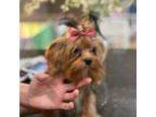 Shorkie Tzu Puppy for sale in Venice, FL, USA