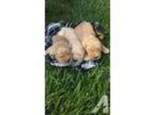 Golden Retriever Puppy for sale in WASHINGTON, IN, USA