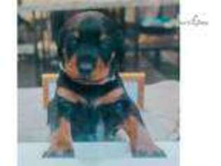 Doberman Pinscher Puppy for sale in Kansas City, MO, USA