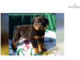 Rottweiler Puppy for sale in Joplin, MO, USA
