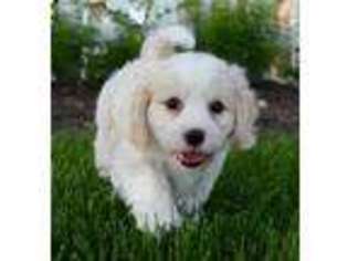 Cavachon Puppy for sale in Bluffton, IN, USA
