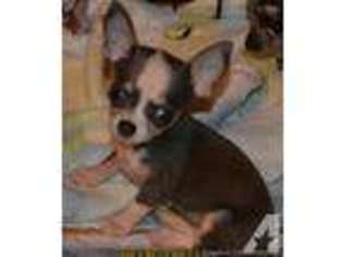 Chihuahua Puppy for sale in LOUISVILLE, KY, USA