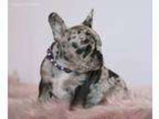 French Bulldog Puppy for sale in Jemison, AL, USA