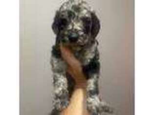 Mutt Puppy for sale in Covington, IN, USA