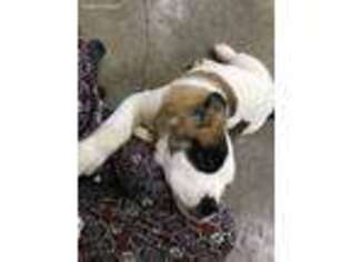 Saint Bernard Puppy for sale in Pitsburg, OH, USA