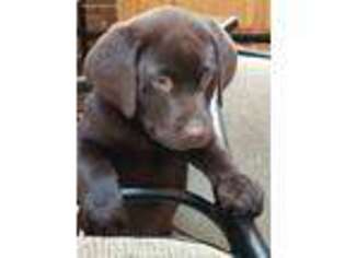 Labrador Retriever Puppy for sale in Dodgeville, WI, USA