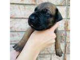 Great Dane Puppy for sale in Dundee, MI, USA