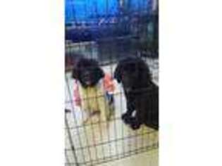 Newfoundland Puppy for sale in Marion, IN, USA