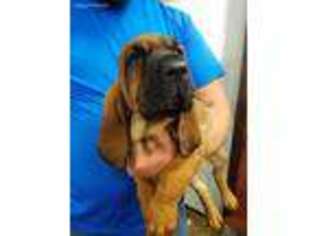 Bloodhound Puppy for sale in Volant, PA, USA