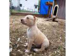 Mutt Puppy for sale in Newfoundland, PA, USA