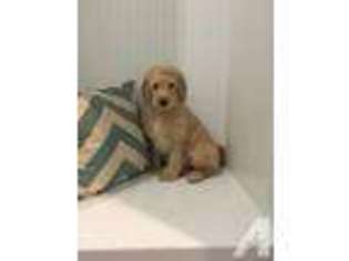 Labradoodle Puppy for sale in ALEXANDRIA, IN, USA