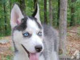 Siberian Husky Puppy for sale in GREENVILLE, MO, USA