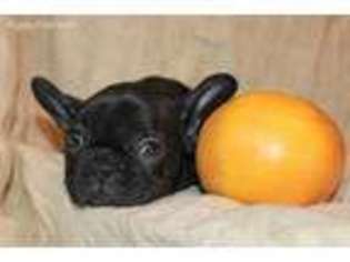 French Bulldog Puppy for sale in Wilkes Barre, PA, USA