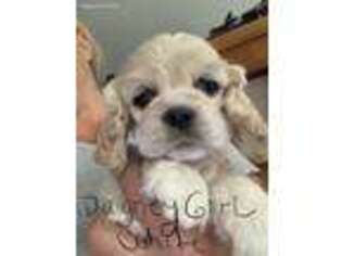 Cocker Spaniel Puppy for sale in Haines City, FL, USA