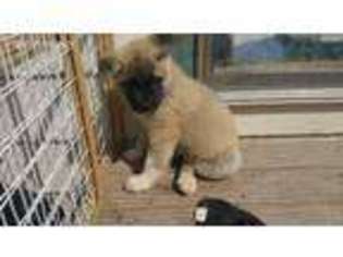 Akita Puppy for sale in Gillette, WY, USA