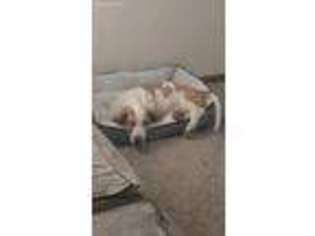Basset Hound Puppy for sale in Hilliard, OH, USA