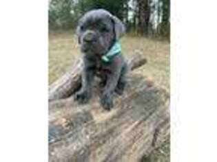 Cane Corso Puppy for sale in Atlanta, GA, USA