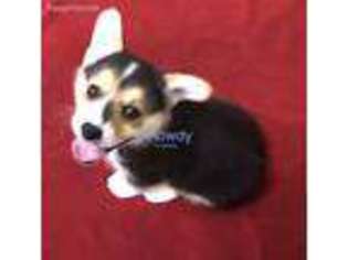 Pembroke Welsh Corgi Puppy for sale in China Spring, TX, USA
