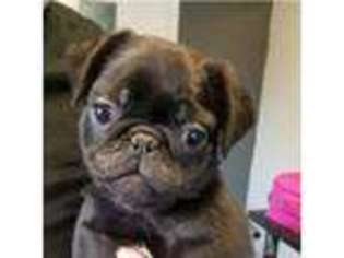 Pug Puppy for sale in Wakefield, West Yorkshire (England), United Kingdom