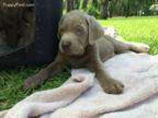 Labrador Retriever Puppy for sale in Fairfax, SC, USA