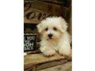 Maltese Puppy for sale in Center Ridge, AR, USA