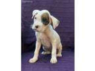 Medium Photo #1 Boxer Puppy For Sale in Nashua, NH, USA