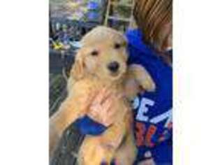 Golden Retriever Puppy for sale in Troy, AL, USA