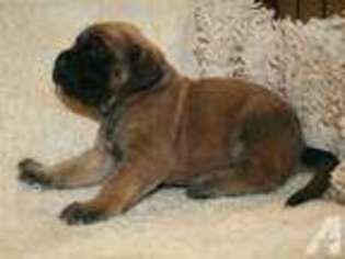 Mastiff Puppy for sale in FLORENCE, KY, USA
