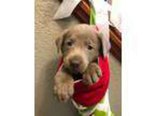 Labrador Retriever Puppy for sale in Center Point, IA, USA