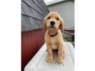 Golden Retriever Puppy for sale in Marysville, OH, USA