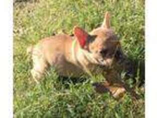 French Bulldog Puppy for sale in Briggsville, AR, USA