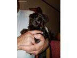 Yorkshire Terrier Puppy for sale in Williston, ND, USA