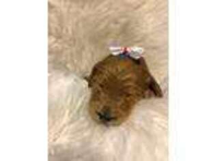 Goldendoodle Puppy for sale in Kearny, NJ, USA