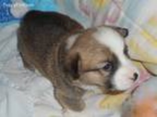 Pembroke Welsh Corgi Puppy for sale in Saint Francis, KS, USA