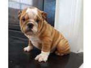 Bulldog Puppy for sale in Boston, MA, USA