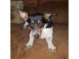 Rat Terrier Puppy for sale in Troup, TX, USA
